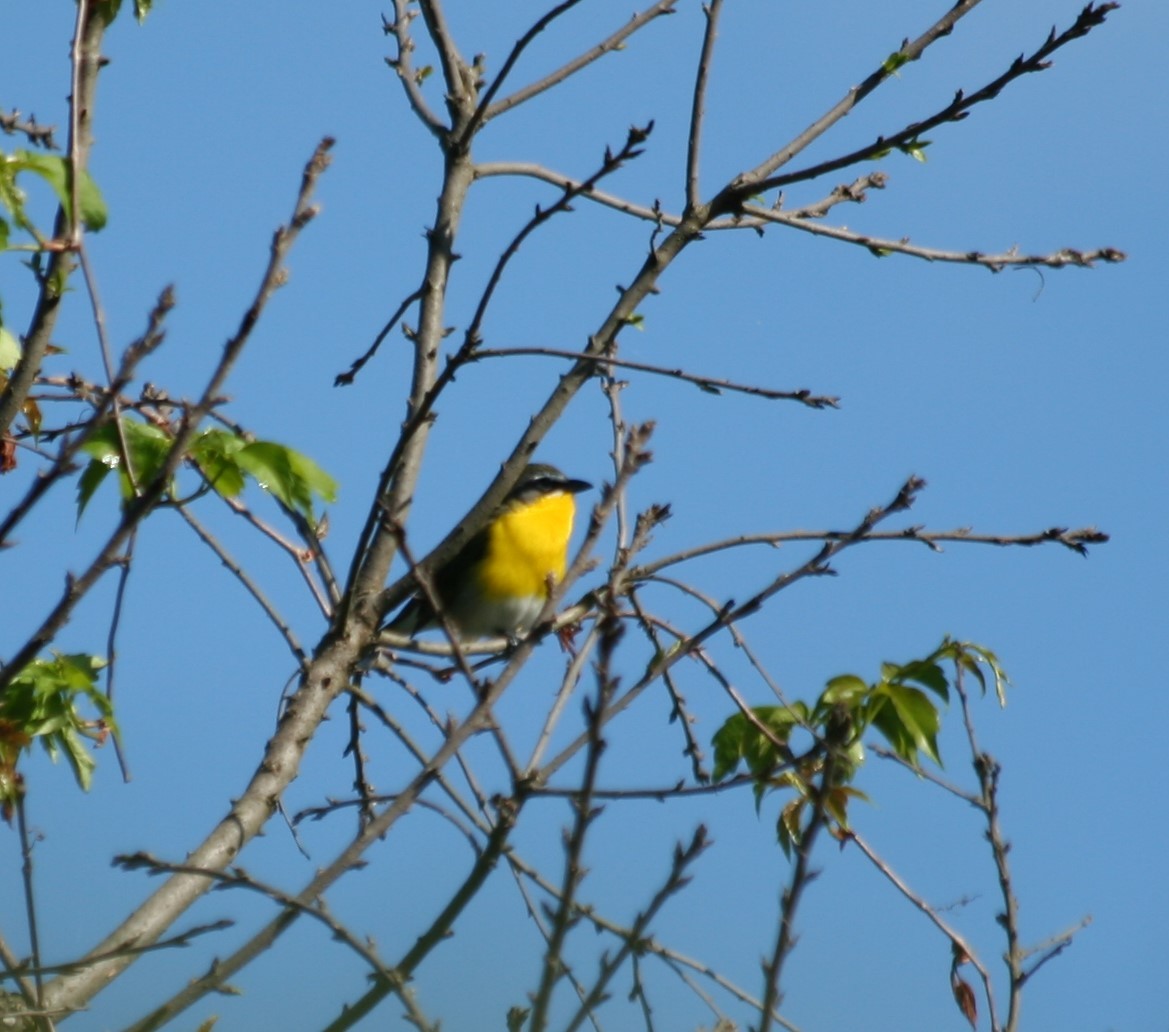 Yellow-breasted Chat - ML237822781