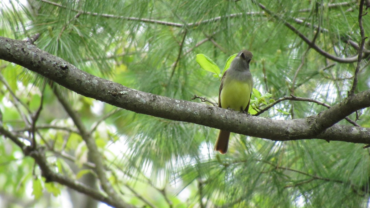 Great Crested Flycatcher - ML237823061