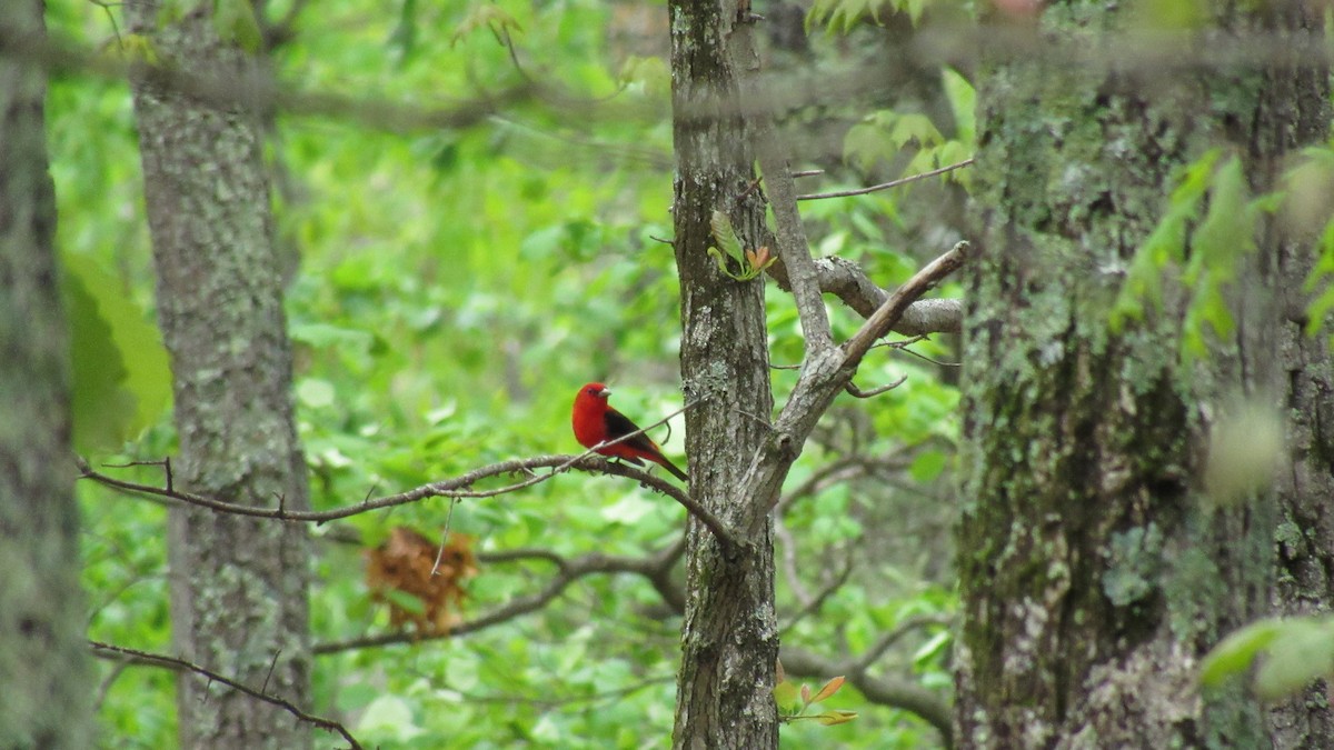 Scarlet Tanager - ML237823371