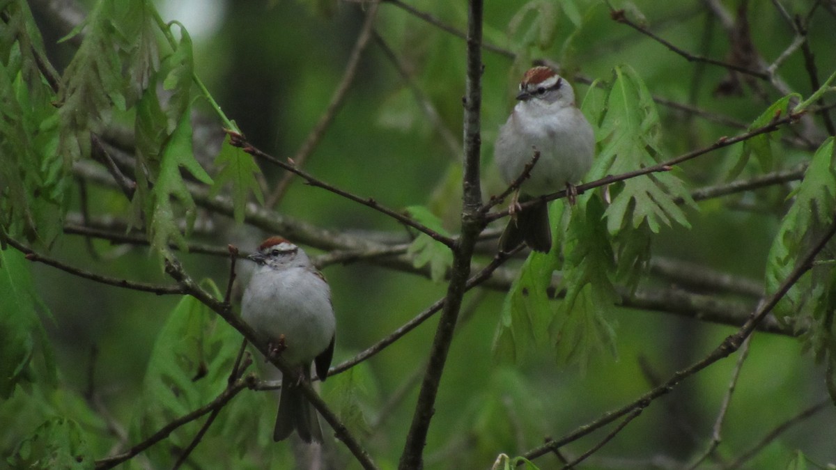 Chipping Sparrow - ML237823671