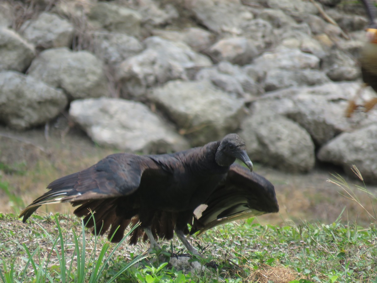 Black Vulture - robert wellens