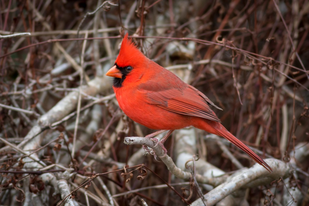 Northern Cardinal - Becke Sigaty