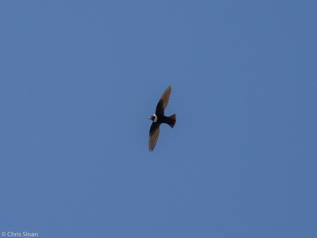 White-collared Swift - Christopher Sloan