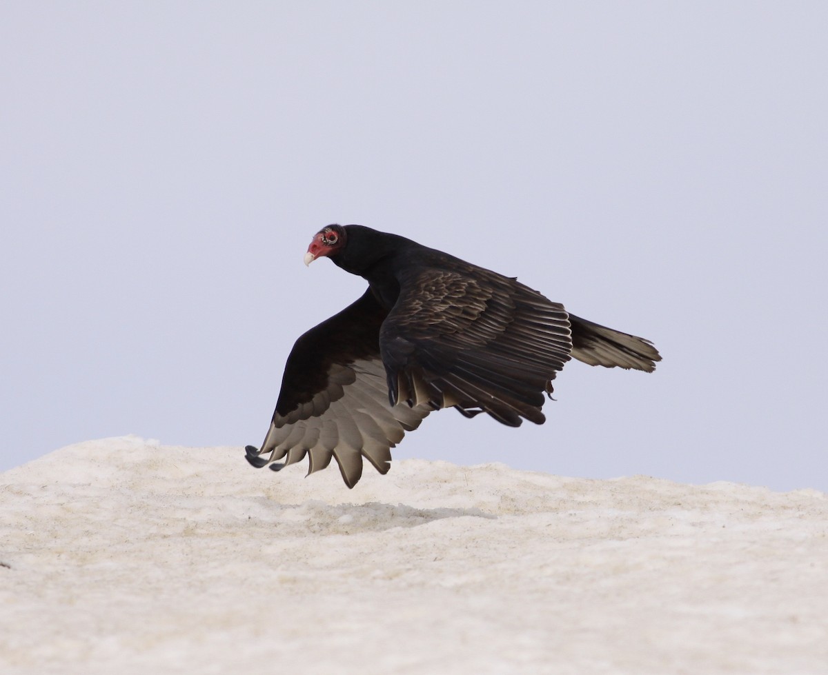 Turkey Vulture - ML23782911