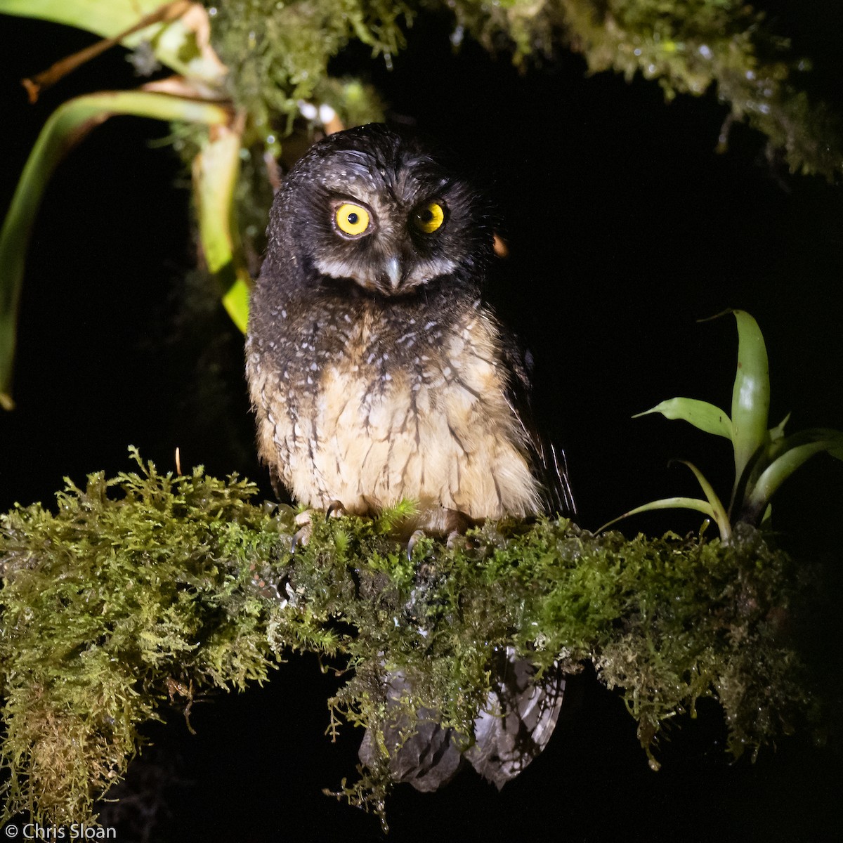 White-throated Screech-Owl - ML237831751