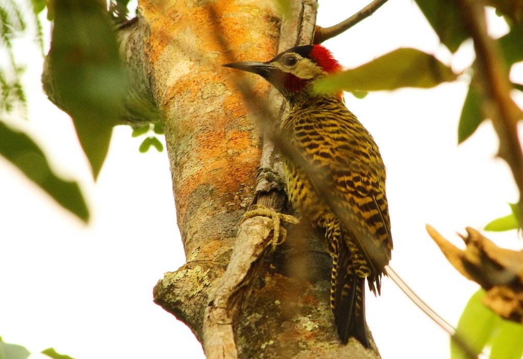 Green-barred Woodpecker - ML237831911