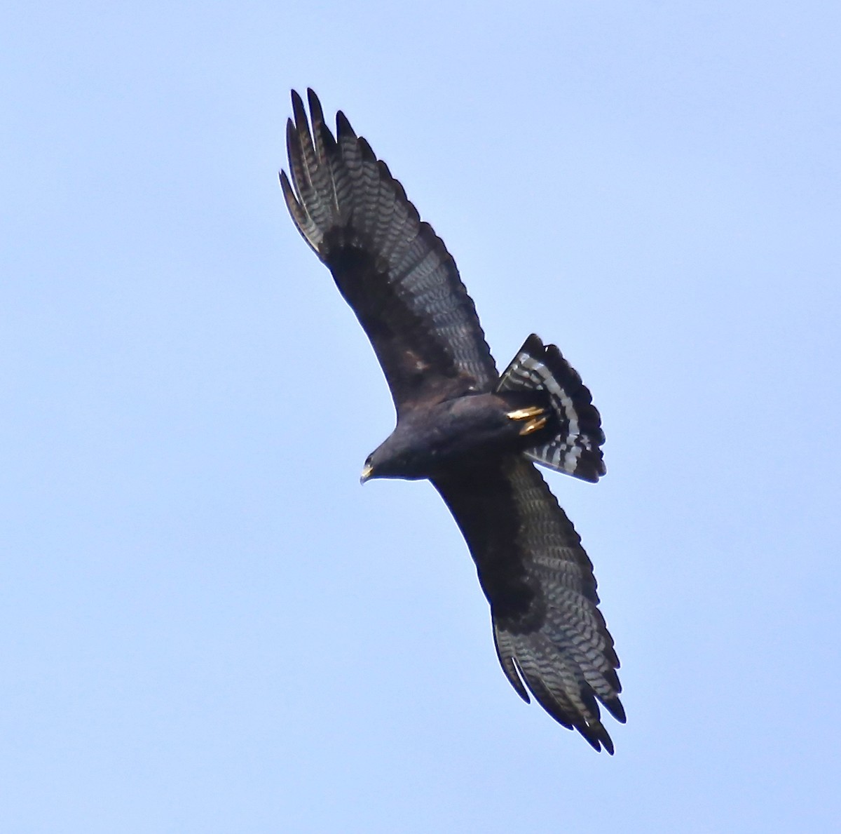 Zone-tailed Hawk - Sue Orwig