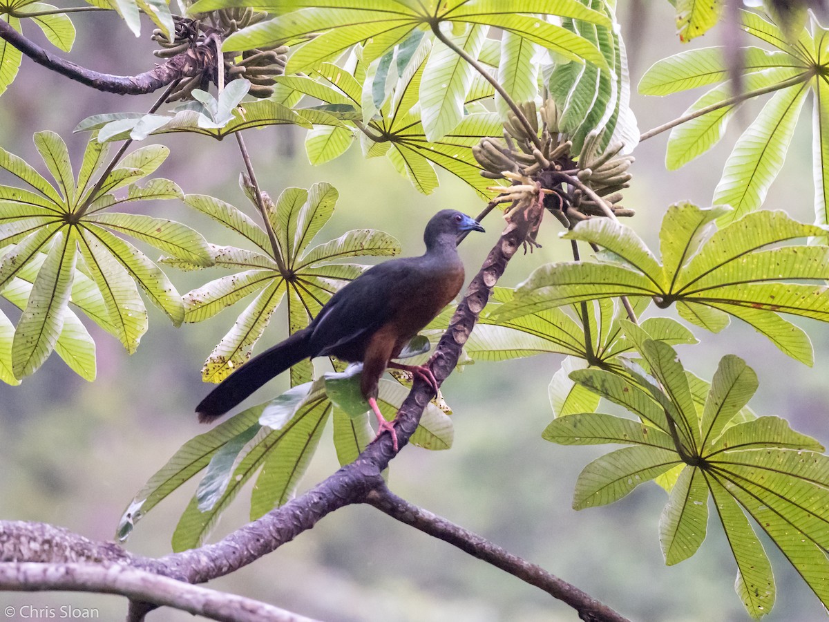 Sickle-winged Guan - ML237837701