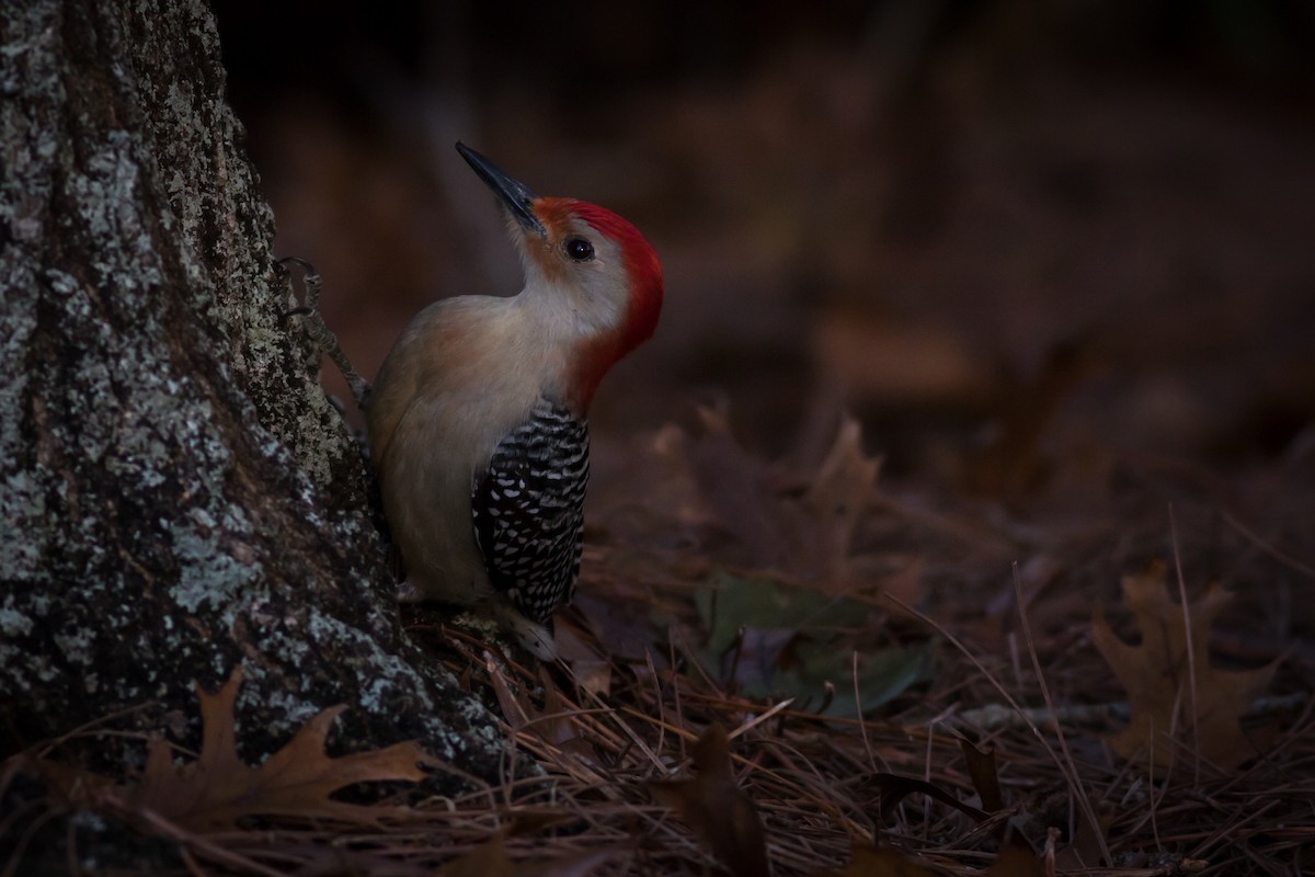 Red-bellied Woodpecker - Becke Sigaty
