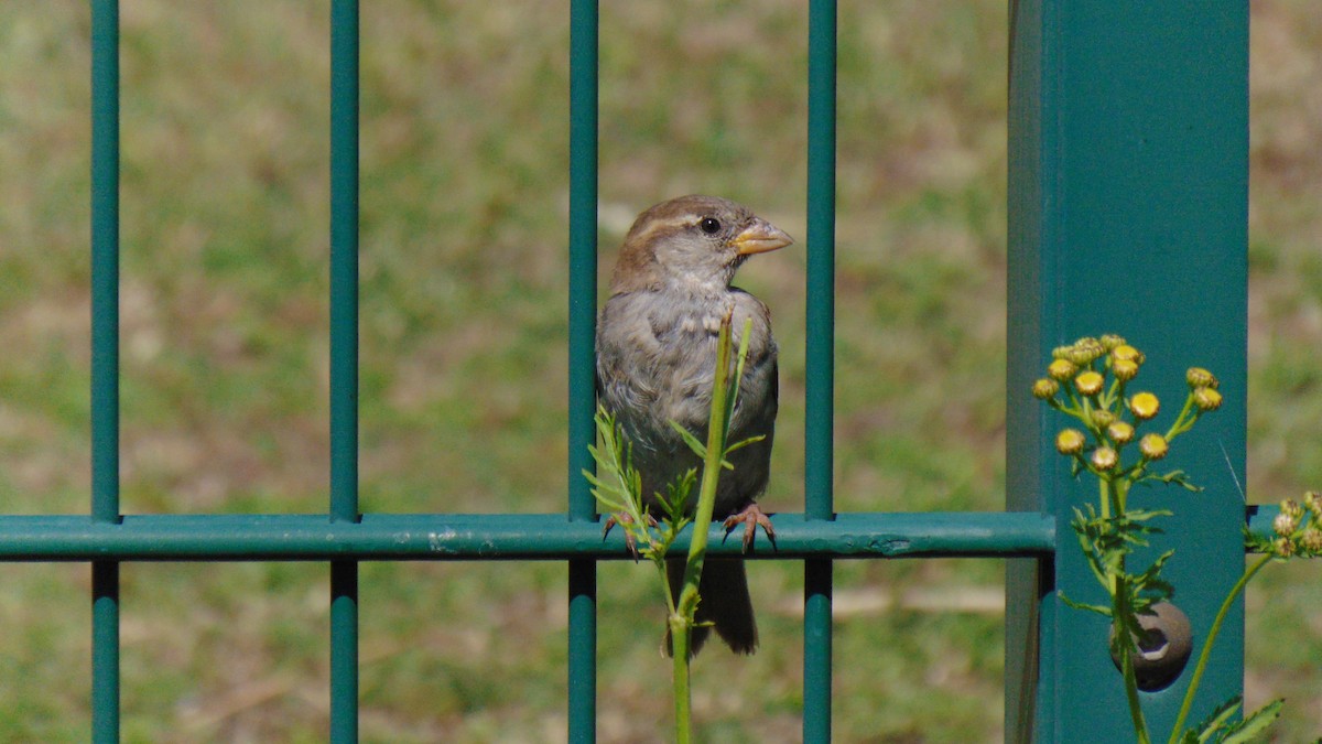 House Sparrow - Jenny Suckert