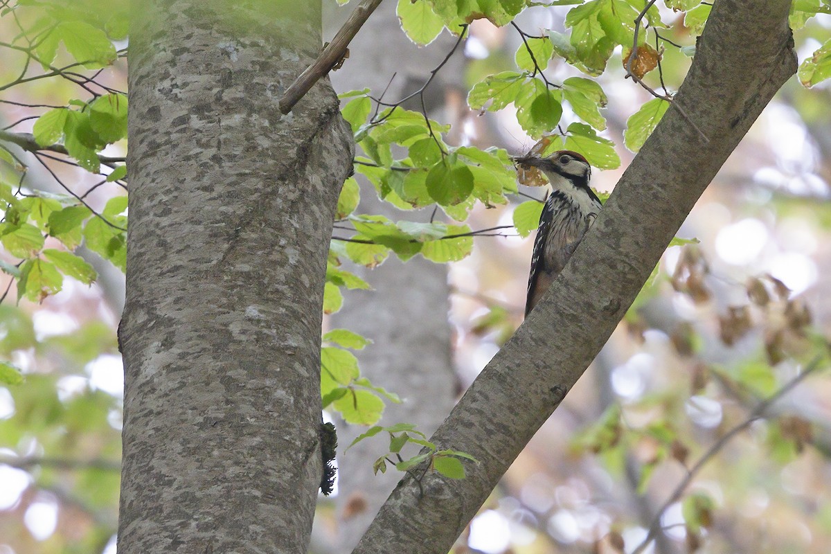 White-backed Woodpecker (Lilford's) - Marco Valentini