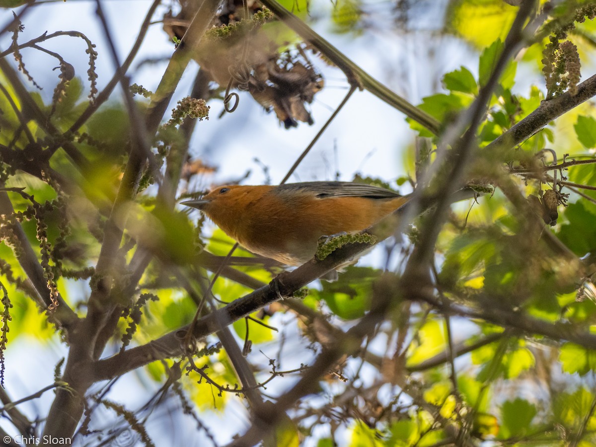 Rufous-chested Tanager - Christopher Sloan