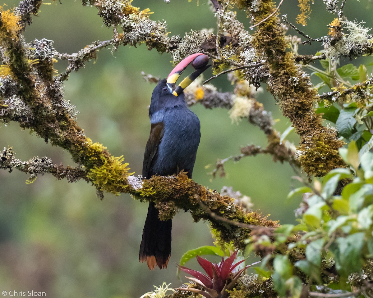 Gray-breasted Mountain-Toucan - ML237848961