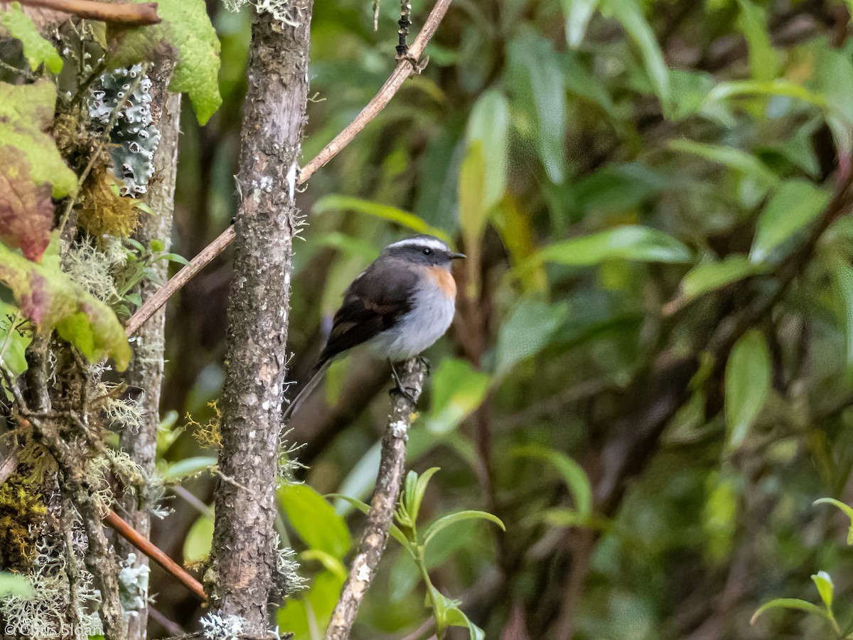 Rufous-breasted Chat-Tyrant - Christopher Sloan