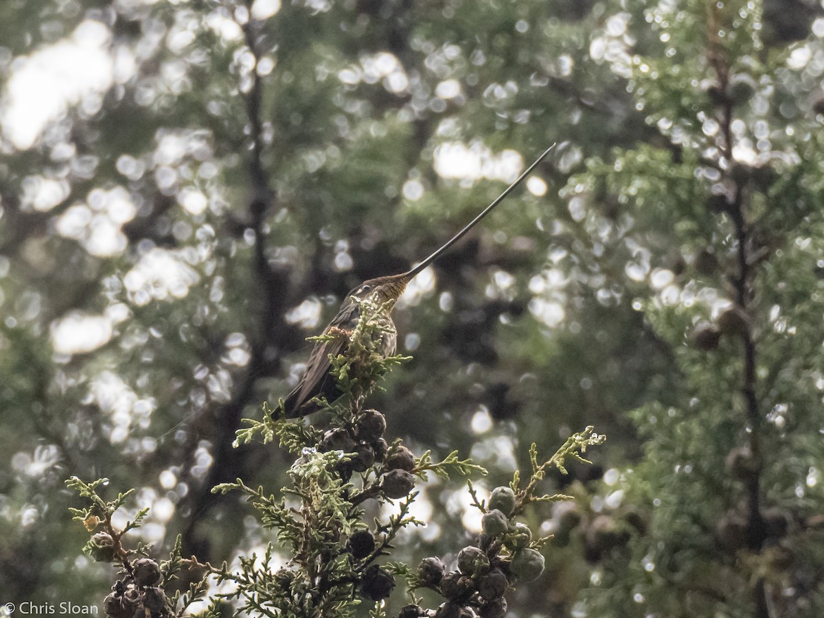 Sword-billed Hummingbird - ML237849301