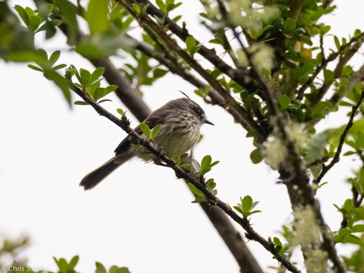 Tufted Tit-Tyrant - Christopher Sloan