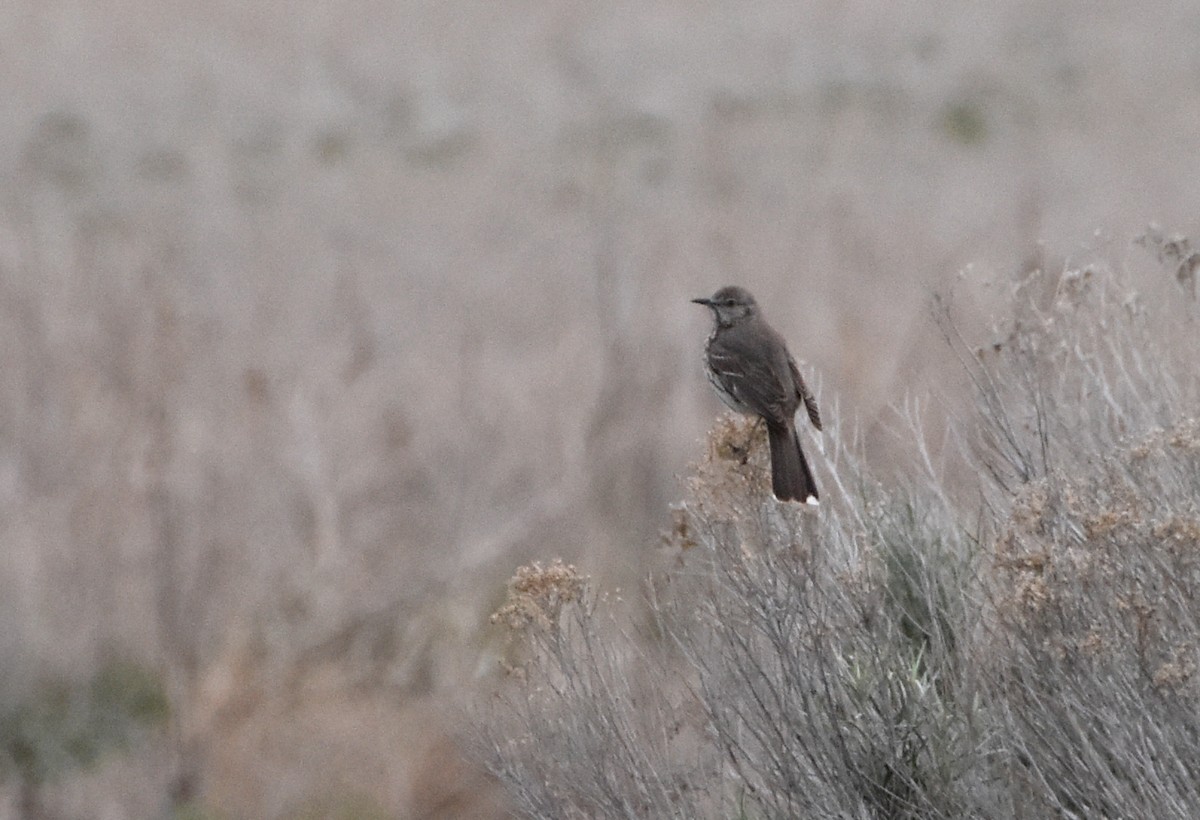 Sage Thrasher - Colin Maguire
