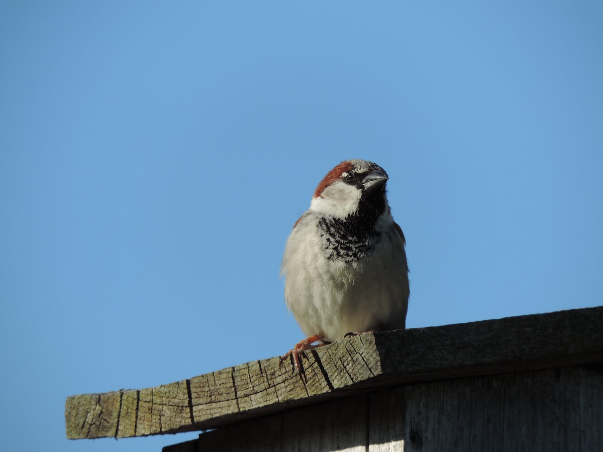 House Sparrow - Rick Bird