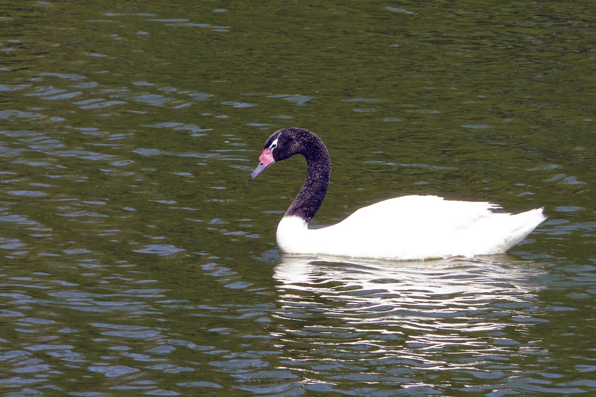 Black-necked Swan - ML237857171