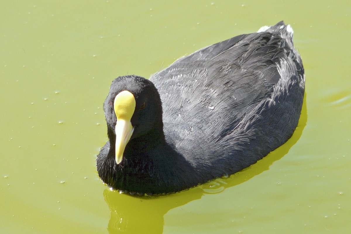 White-winged Coot - ML237857241