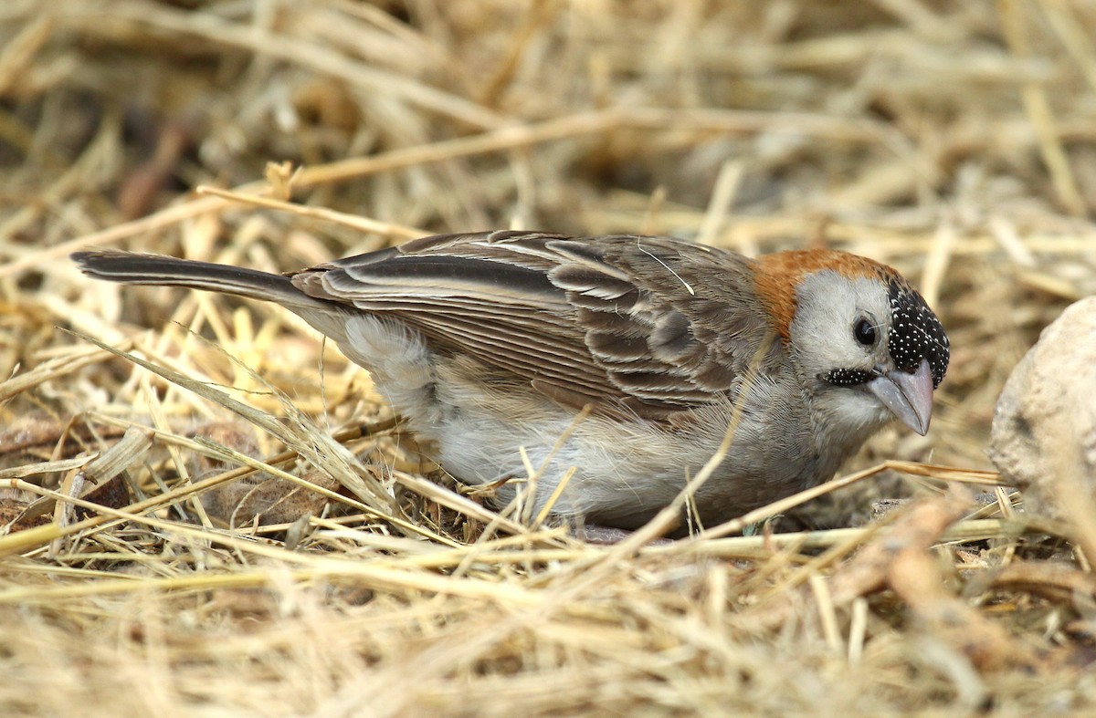 Speckle-fronted Weaver - ML237858891