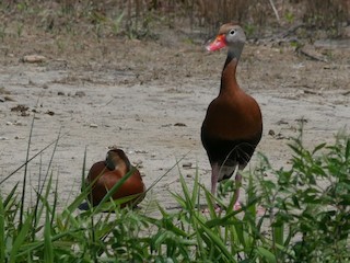Black-bellied Whistling-Duck, ML237861861