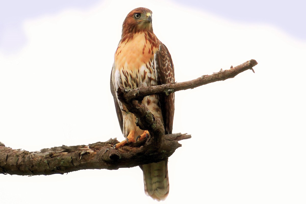 Red-tailed Hawk - ML237864401