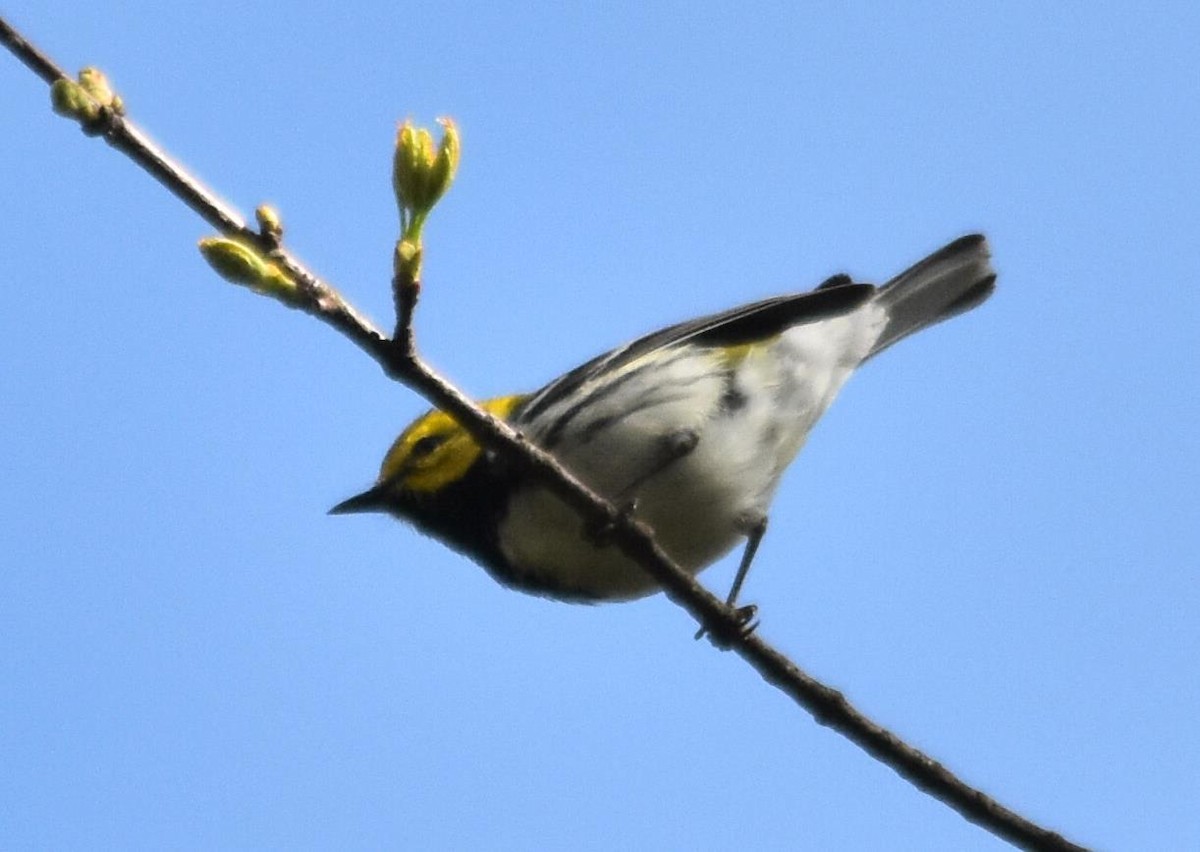 Black-throated Green Warbler - Mike Conway