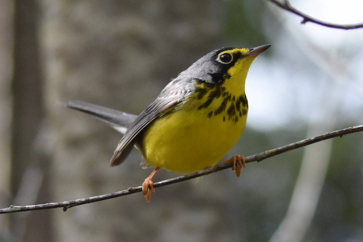 Canada Warbler - Mike Conway