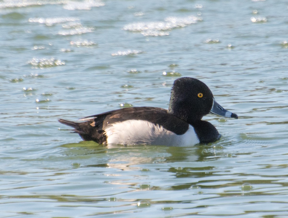 Ring-necked Duck - Kim Moore