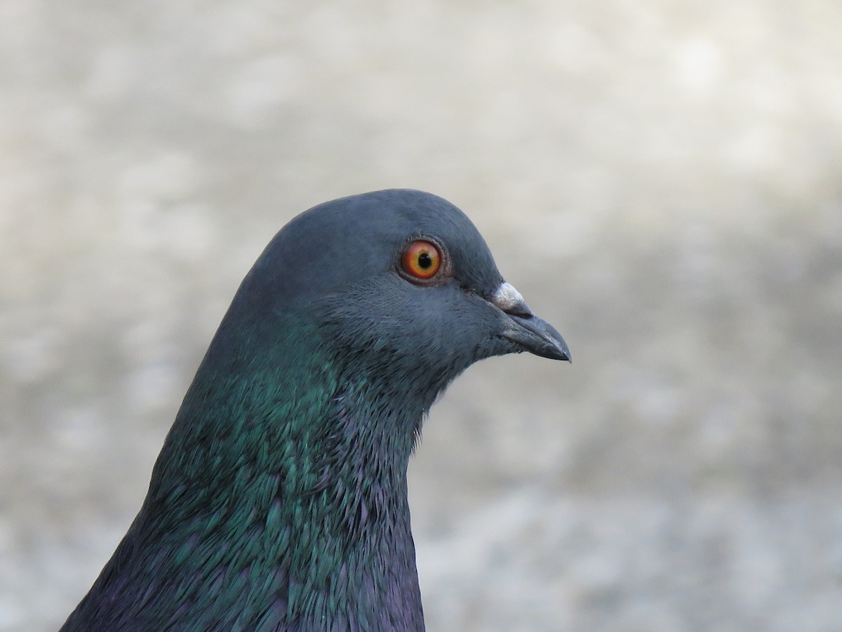 Rock Pigeon (Feral Pigeon) - ML237869281