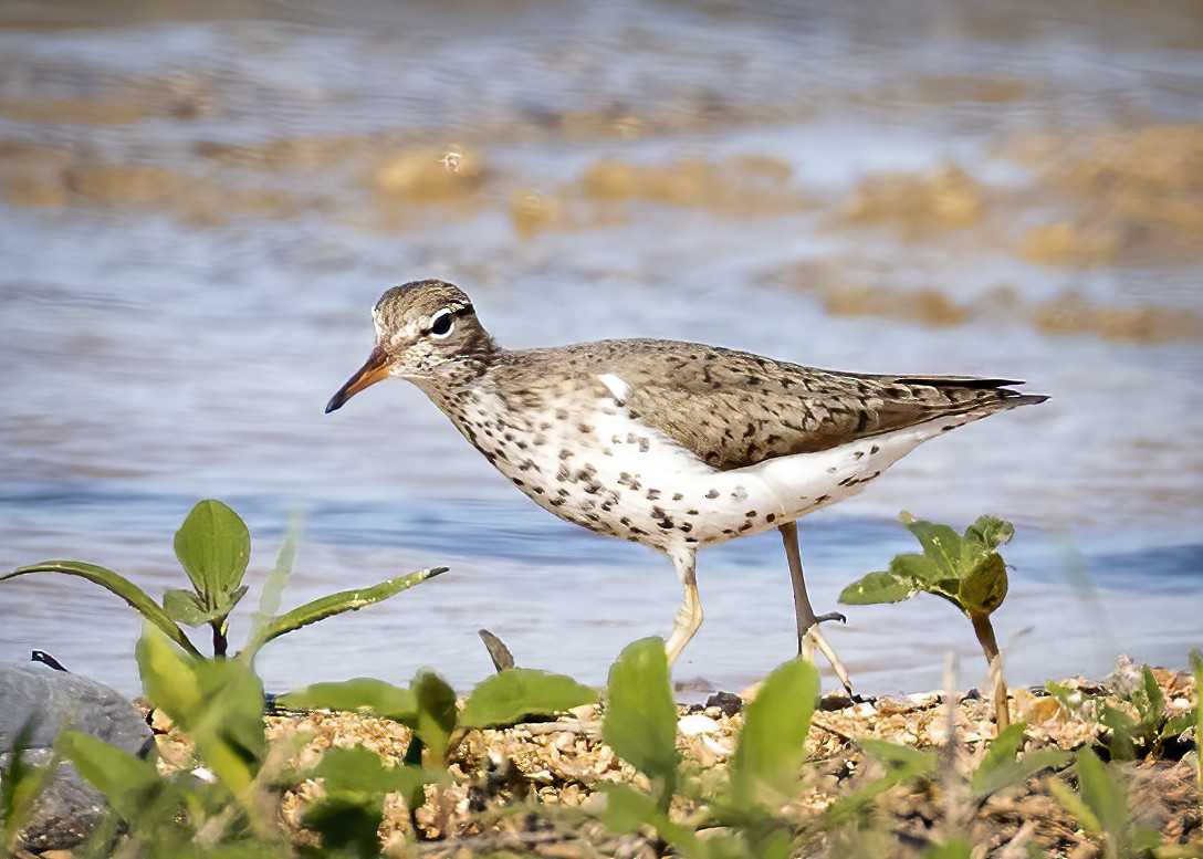 Spotted Sandpiper - Jerry Turner