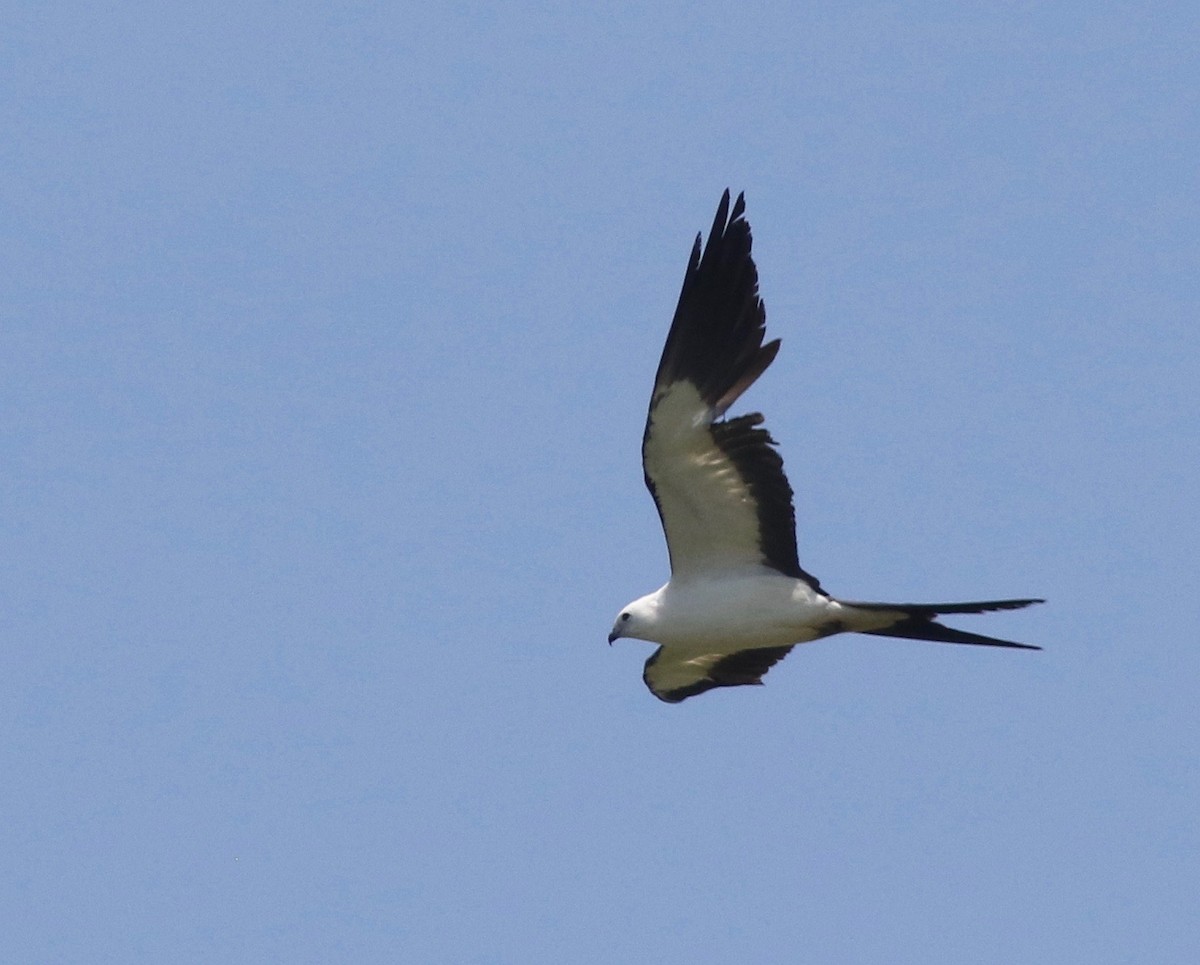 Swallow-tailed Kite - ML237875831