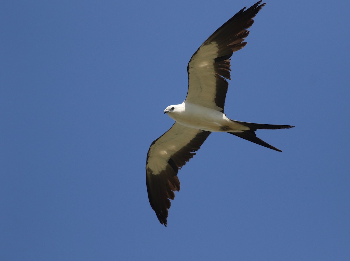 Swallow-tailed Kite - ML237875901