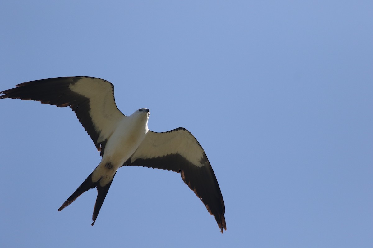 Swallow-tailed Kite - ML237875911
