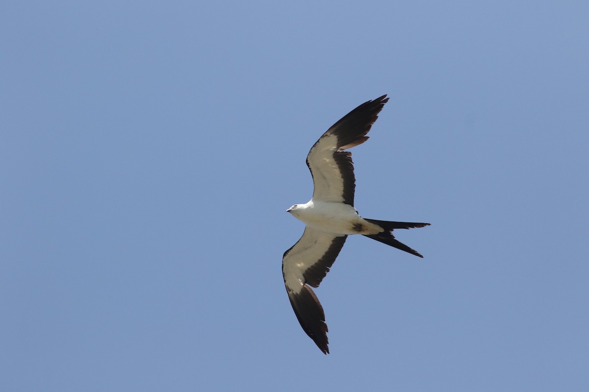 Swallow-tailed Kite - ML237875921