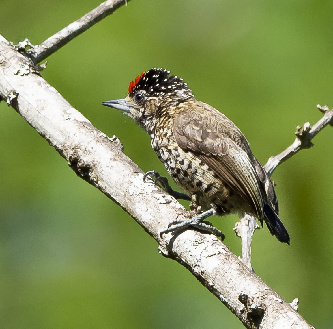 White-wedged Piculet - ML237878511