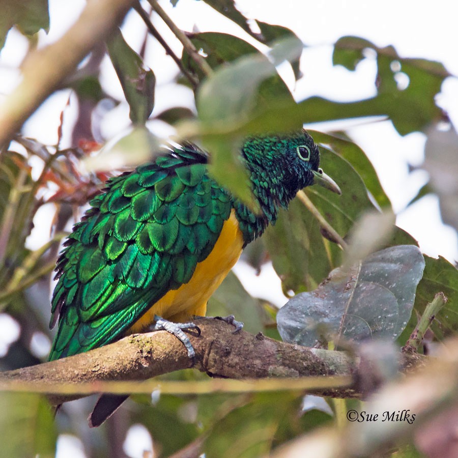 African Emerald Cuckoo (African) - Sue&Gary Milks