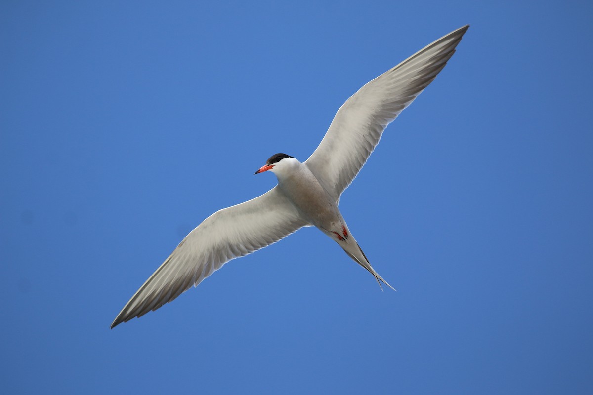 White-cheeked Tern - Oscar Campbell