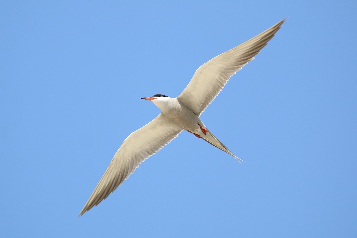 White-cheeked Tern - Oscar Campbell