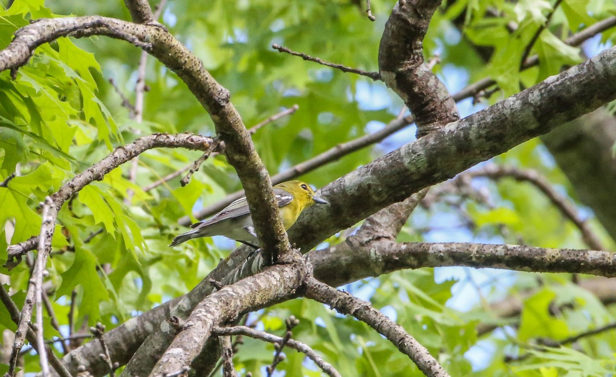 Yellow-throated Vireo - Phil Kenny