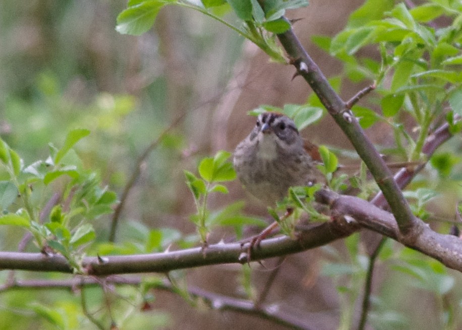 Swamp Sparrow - ML237886991