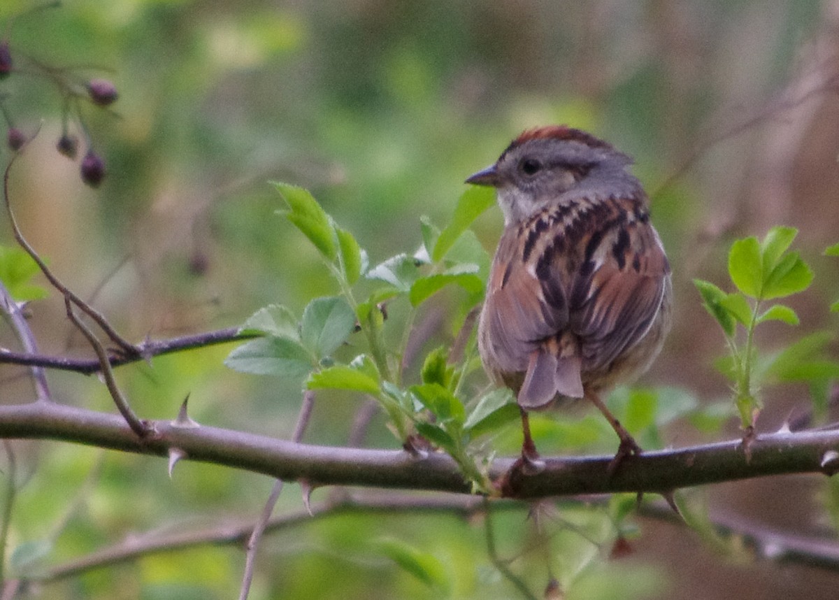 Swamp Sparrow - ML237887001