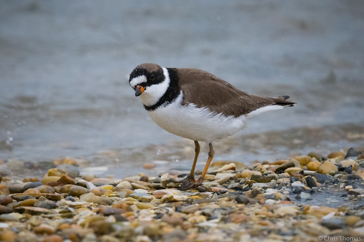 Semipalmated Plover - ML237888221