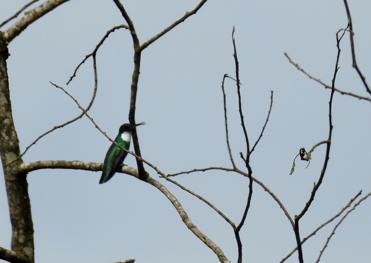 White-throated Hummingbird - ML237895561