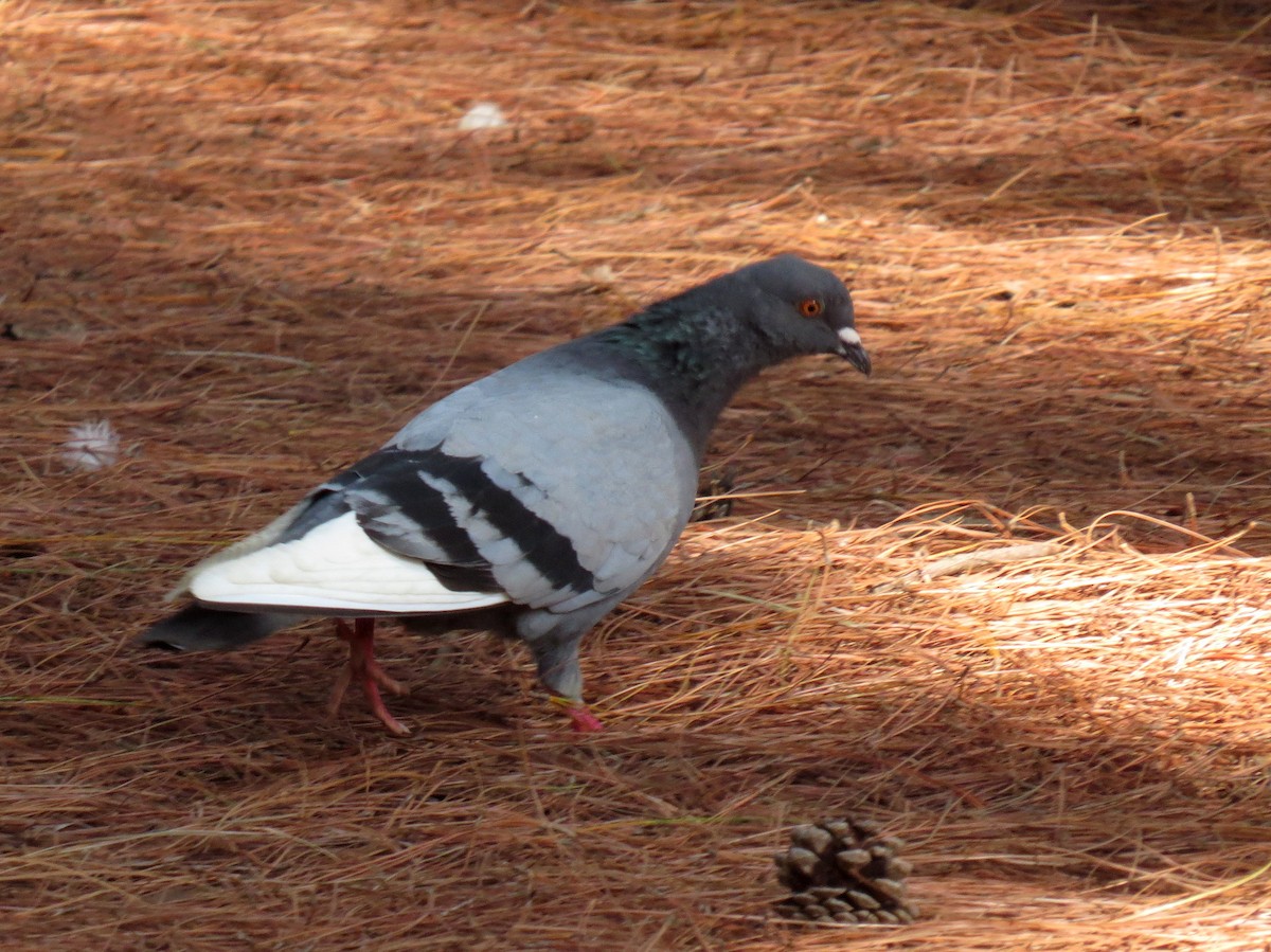 Rock Pigeon (Feral Pigeon) - ML23789571
