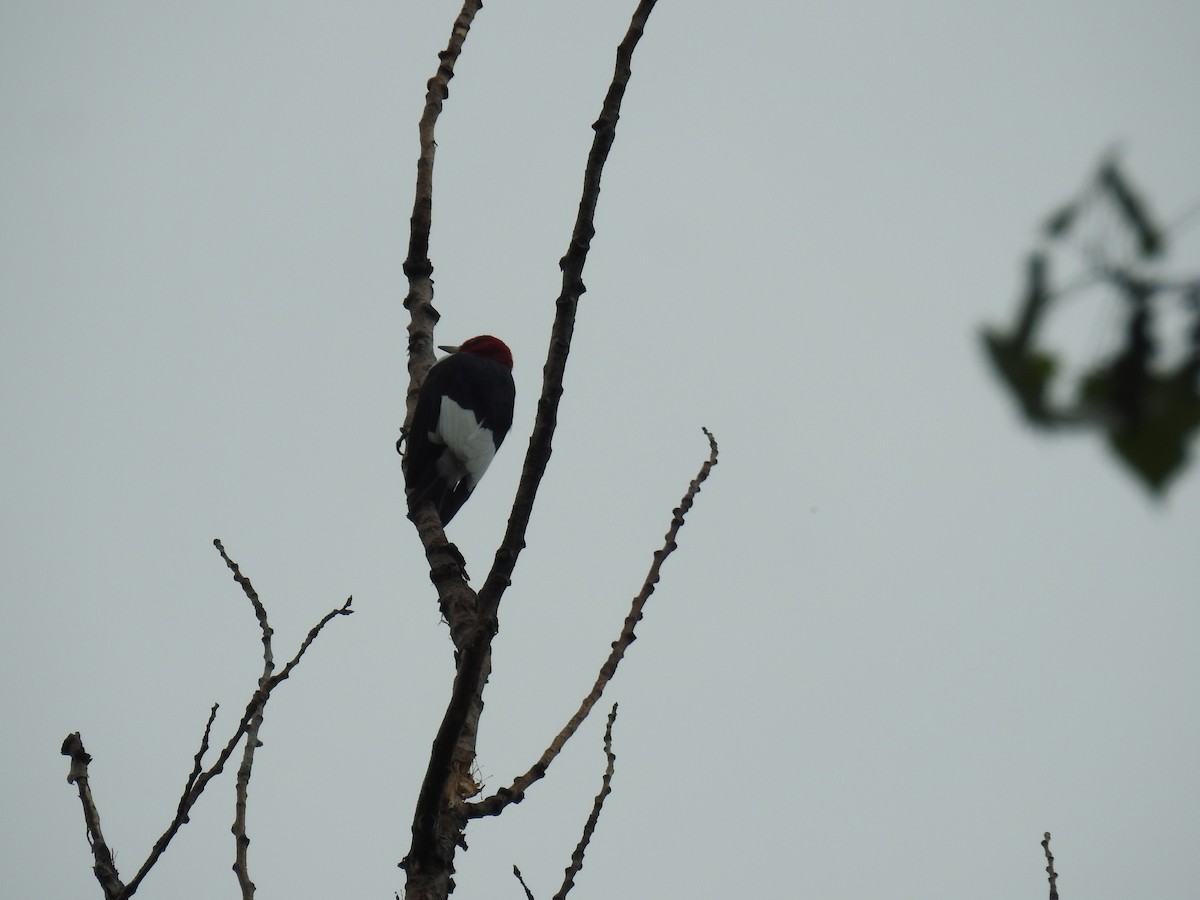 Red-headed Woodpecker - Jan Hubert