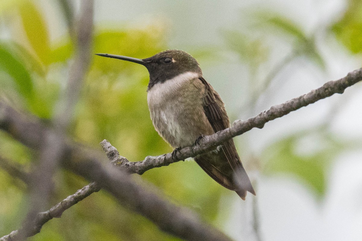 Black-chinned Hummingbird - Steve Flood
