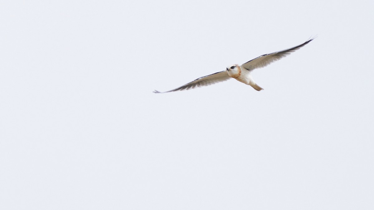 White-tailed Kite - ML237899551