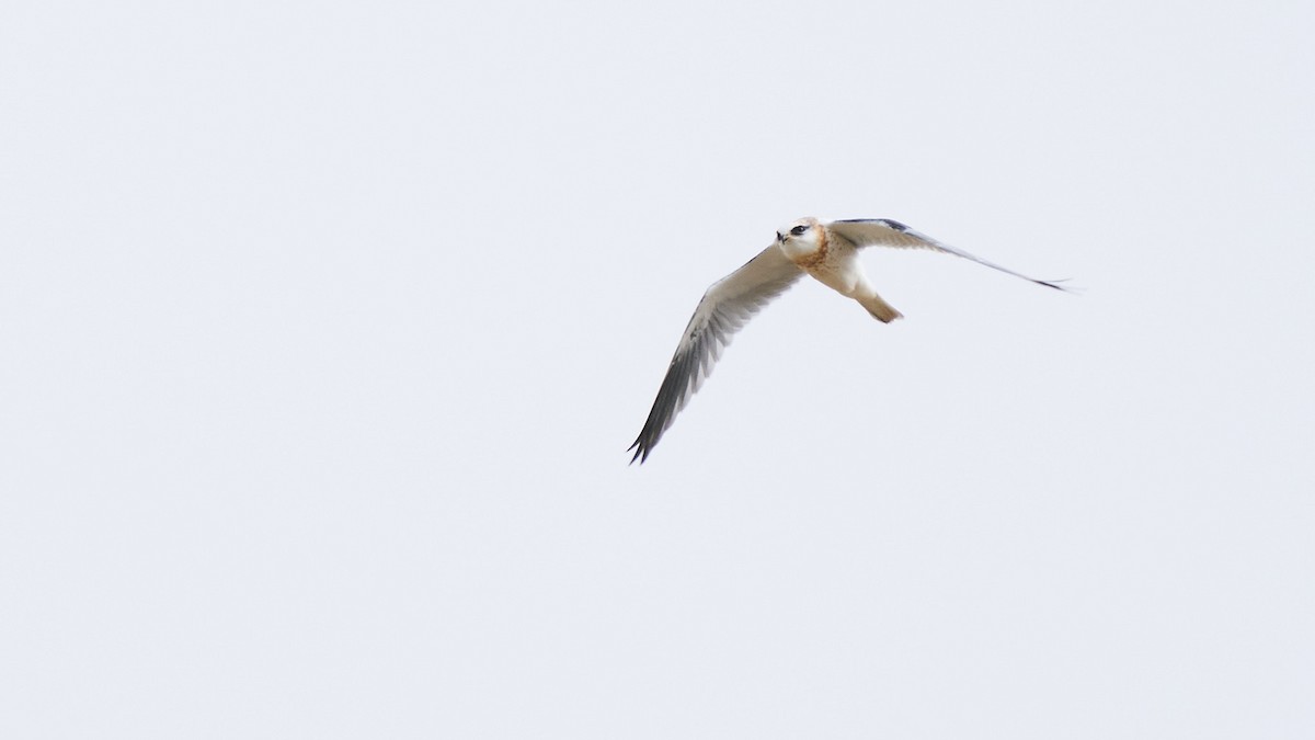 White-tailed Kite - ML237899571